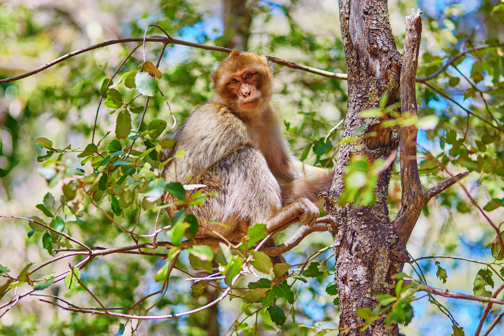 Fes to Marrakech desert tour 2 Days Monkeys at Midelt